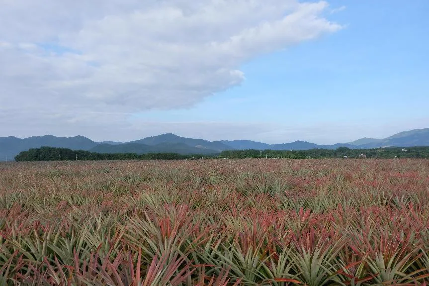 1733710006155029451.jpg 1733710006155029451.jpg