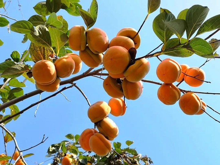 團隊拓展訓練活動